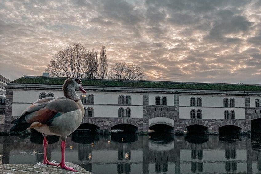 Strasbourg Private Food Tour: experience the city like a local!