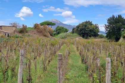 Day on a private and guided tour of Pompeii and Naples with lunch