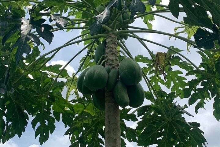 Eco Adventure and Volunteering at the Parrot Sanctuary in Bolivar