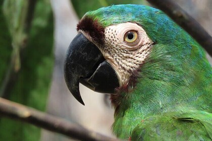 Parrot & Macaw Frivilligt arbejde i et vildt reservat nær Cartagena