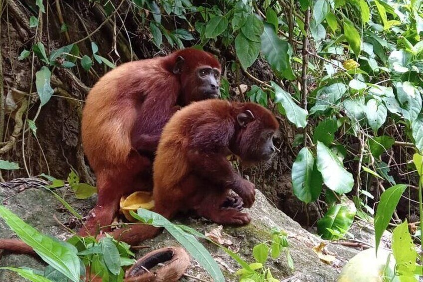 Eco Adventure and Volunteering at the Parrot Sanctuary in Bolivar