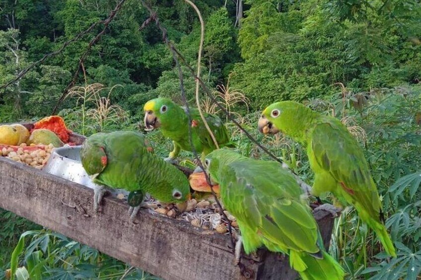 Eco Adventure and Volunteering at the Parrot Sanctuary in Bolivar