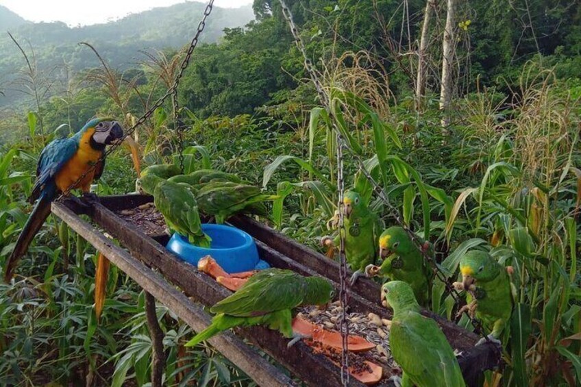 Eco Adventure and Volunteering at the Parrot Sanctuary in Bolivar