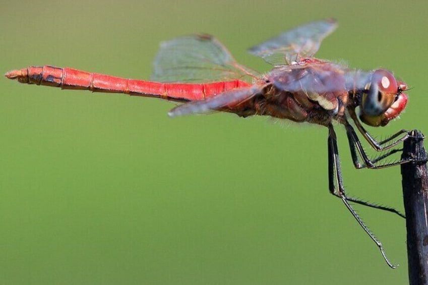 Red-veined Darter /Sympetrum fonscolombii