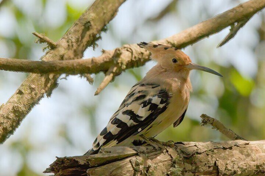 Hoopoe /Upupa epops