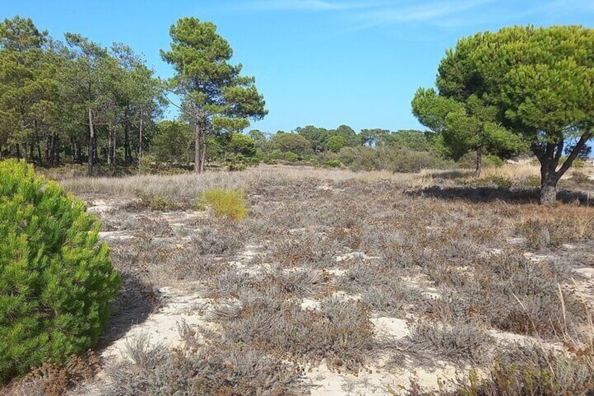 Tertiary dune