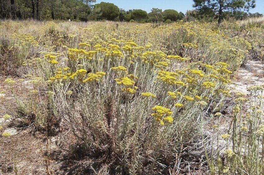 Curry plant / Helichrysum italicum