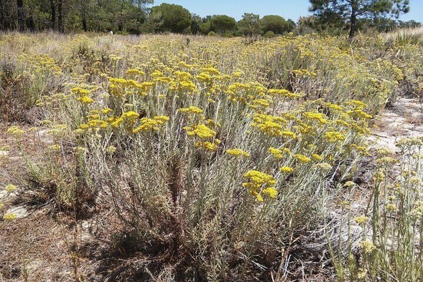 Curry plant / Helichrysum italicum