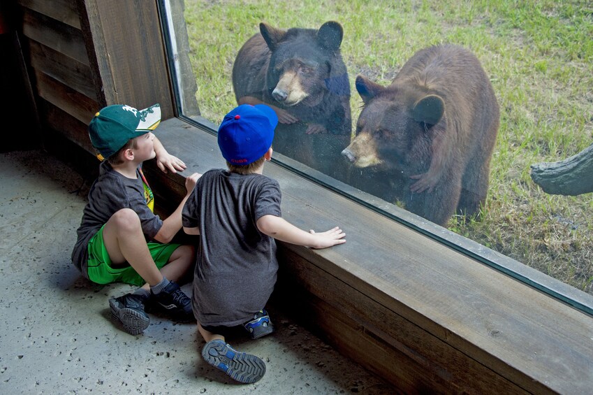 Carregar foto 4 de 10. Zoo Miami Tickets