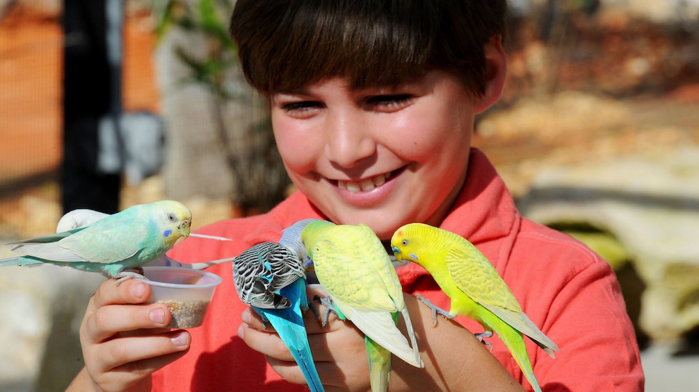 Carregar foto 3 de 10. Boy feeding parrots at Zoo Miami