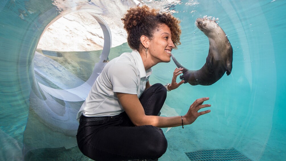 Foto 5 van 10. Woman watching otter in underwater walkway at Zoo Miami