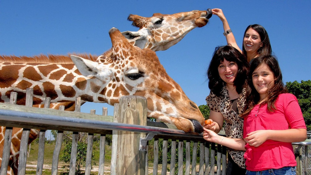 Foto 1 van 10. Family feeds giraffes at Zoo Miami