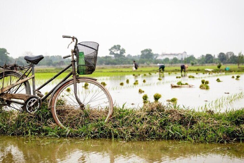 Planting Rice