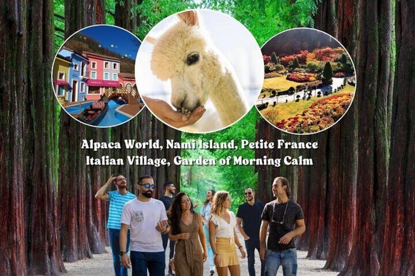 Alpaca, Nami, Petite Fr, Italian Village, Garden of Morning Calm