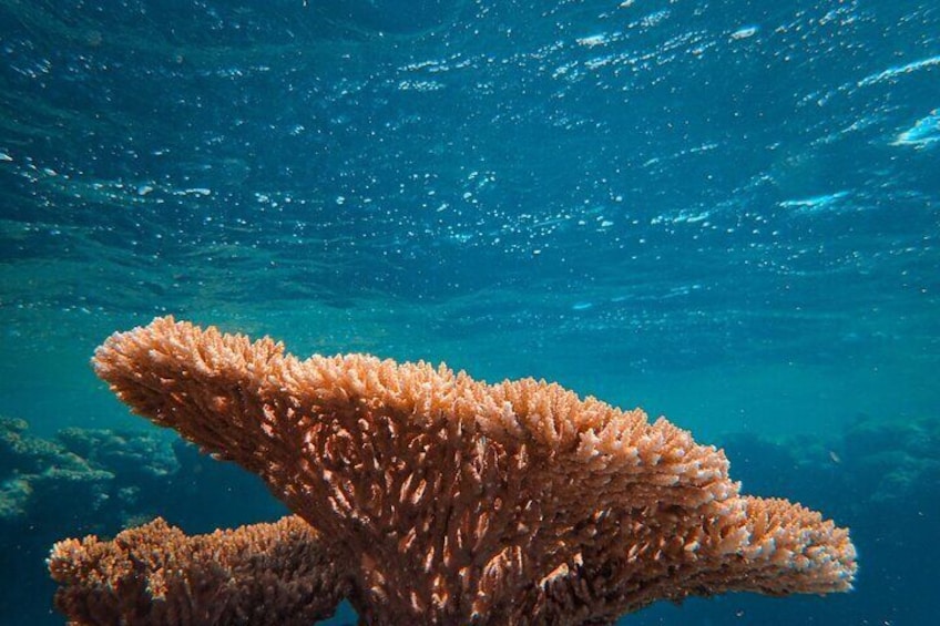 Private Experience in Lost Island & Picnic Island of Ukulhas