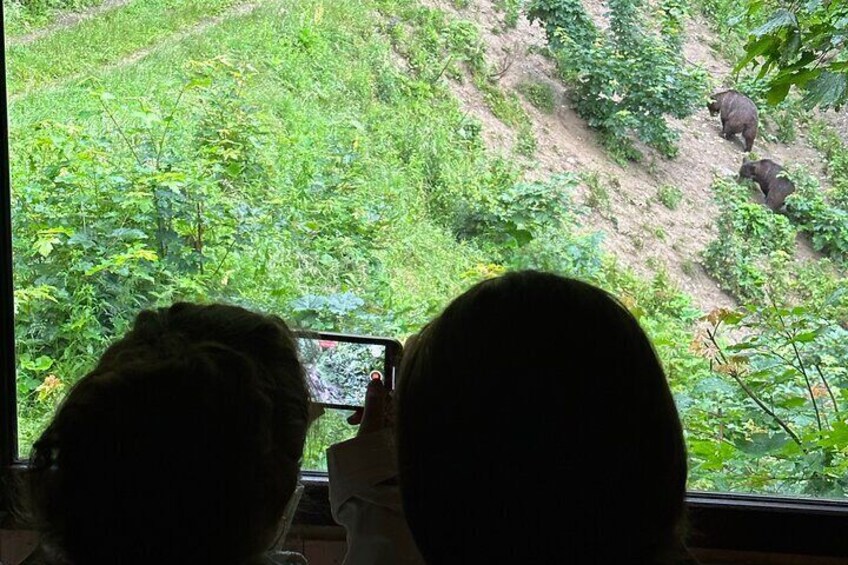 Couple observing brown bears in the Transylvanian forest.