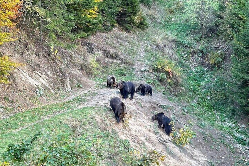 Bears in the Wild in a Transylvanian forest from Brasov.