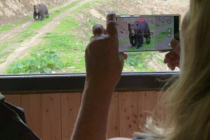 Tourist recording a wild brown bear roaming through the Transylvanian forest.