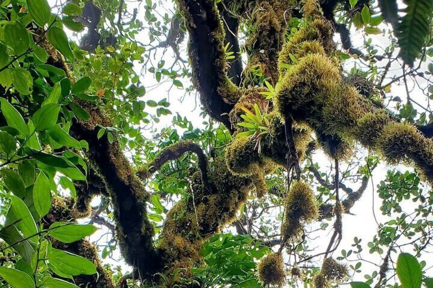 Ometepe trekking - Volcano Maderas By Happy Tours