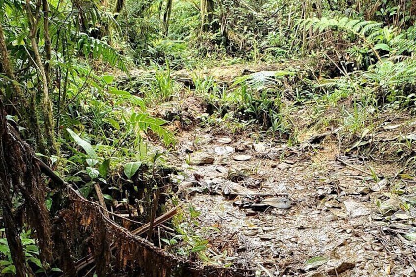 Ometepe trekking - Volcano Maderas By Happy Tours