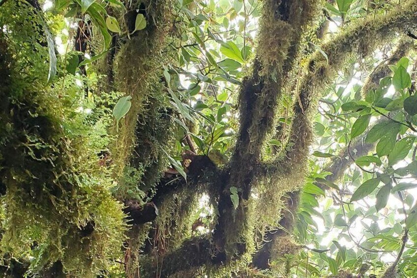 Ometepe trekking - Volcano Maderas By Happy Tours