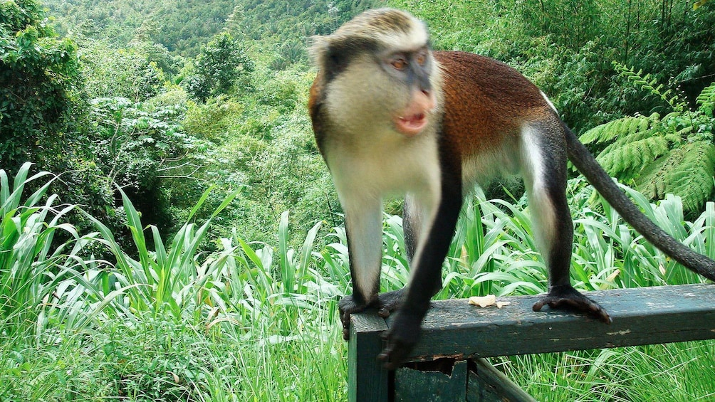 Monkey in Grenada