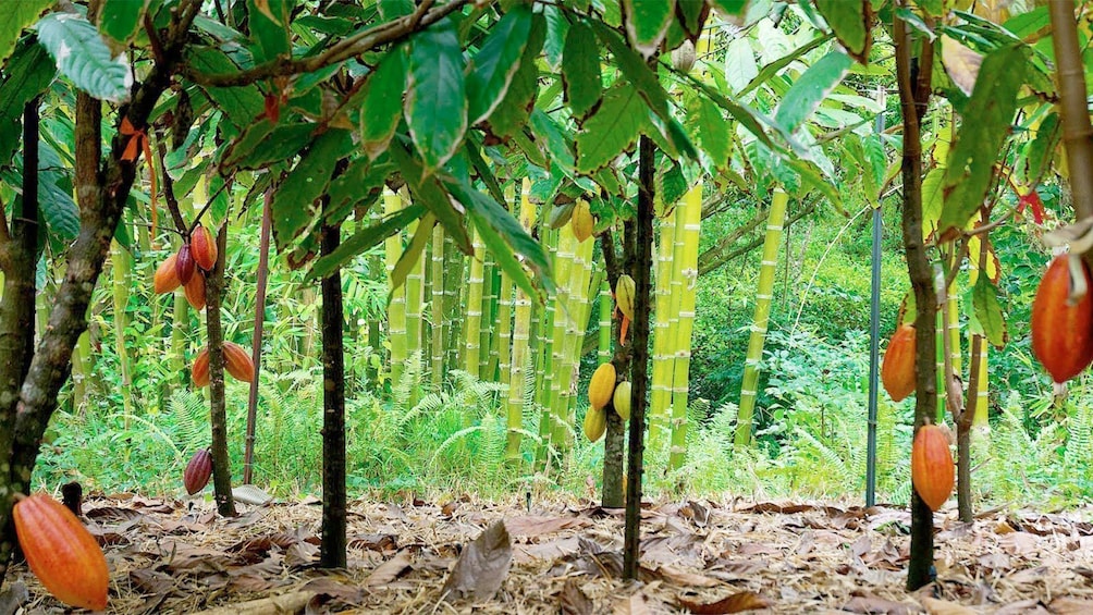 Tropical forest of Grenada