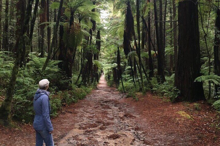 Optional visit of the Redwood Forest