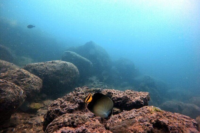 Scuba Diving in Hikkaduwa