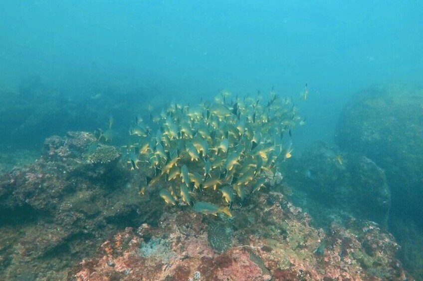 Scuba Diving in Hikkaduwa