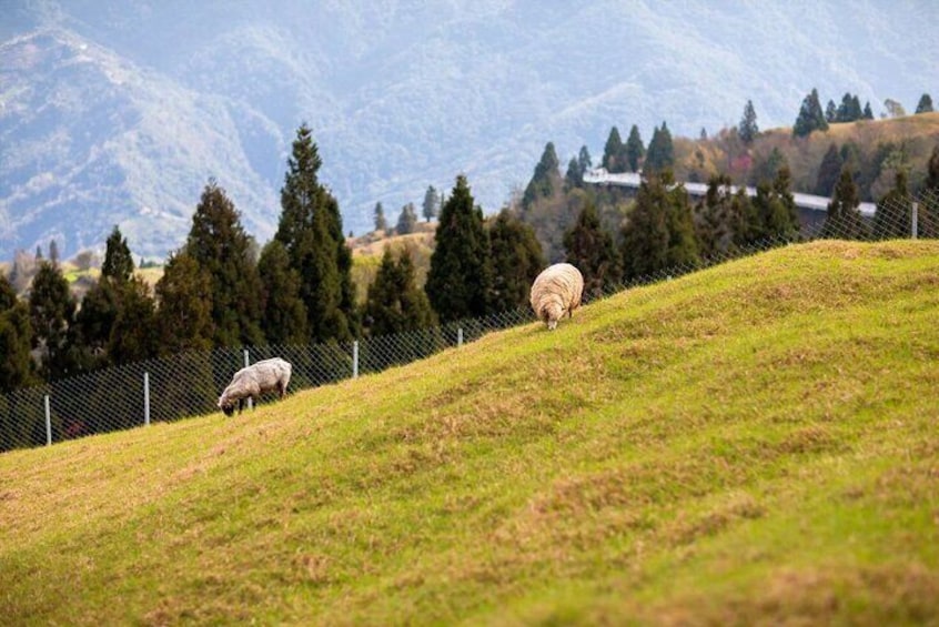 Qingjing Farm &Gaomi Wetlands Shared Day Tour: From Taichung.