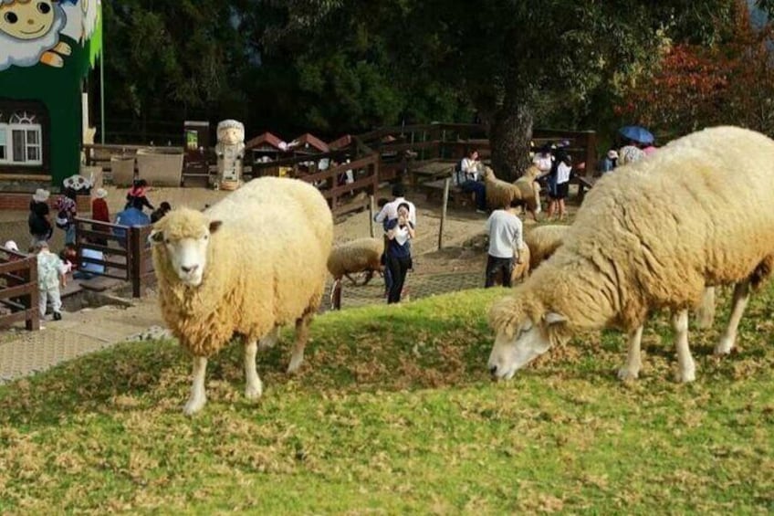 Qingjing Farm &Gaomi Wetlands Shared Day Tour: From Taichung.