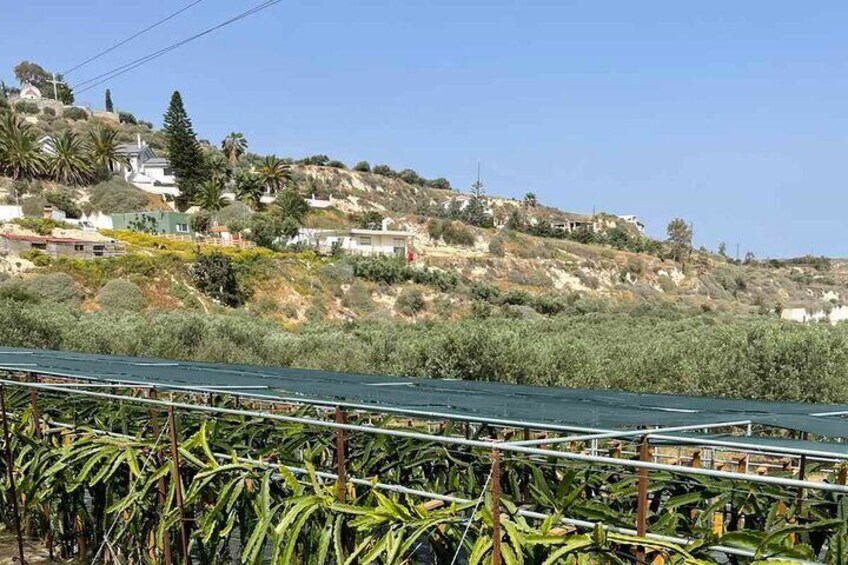 Knossos, Olive Farm, Winery, Lunch, Special for Cruise Passengers