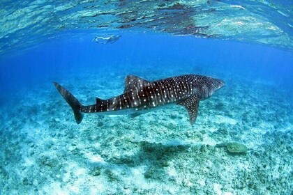 Ukulhas Tour D - Whale Shark Snorkelling & Coral Garden Tour