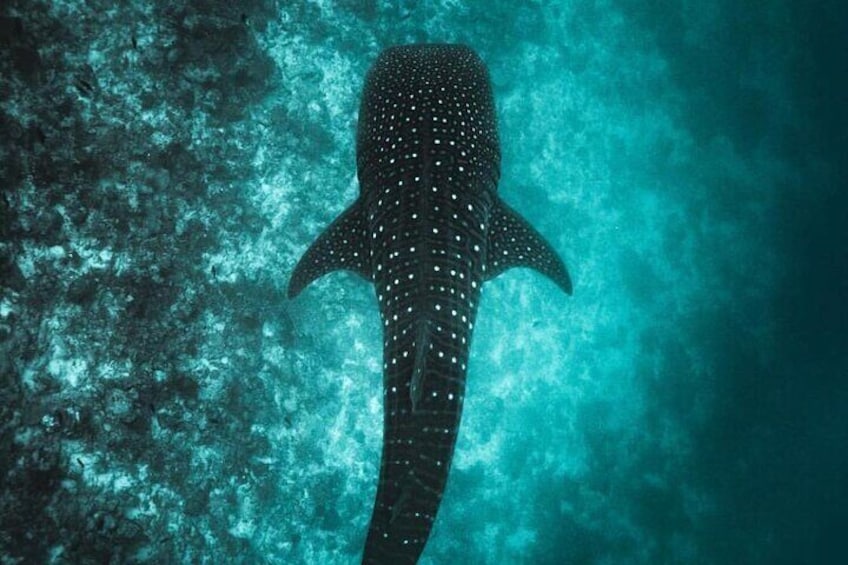 Ukulhas Tour D - Whale Shark Snorkeling & Coral Garden Tour
