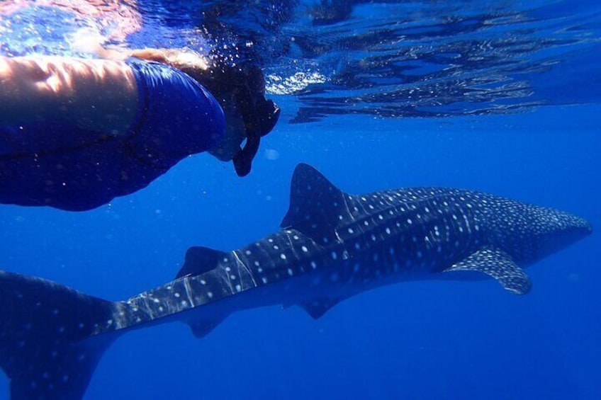 Ukulhas Tour D - Whale Shark Snorkeling & Coral Garden Tour
