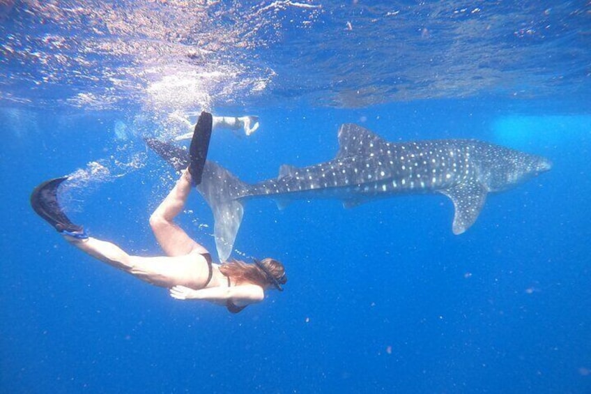 Ukulhas Tour D - Whale Shark Snorkeling & Coral Garden Tour