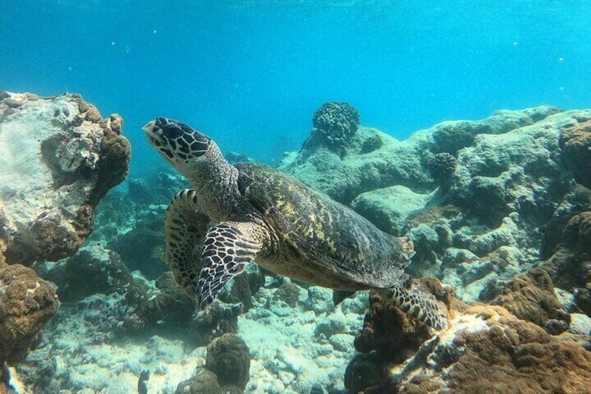 Ukulhas A3 Snorkeling Point Tour