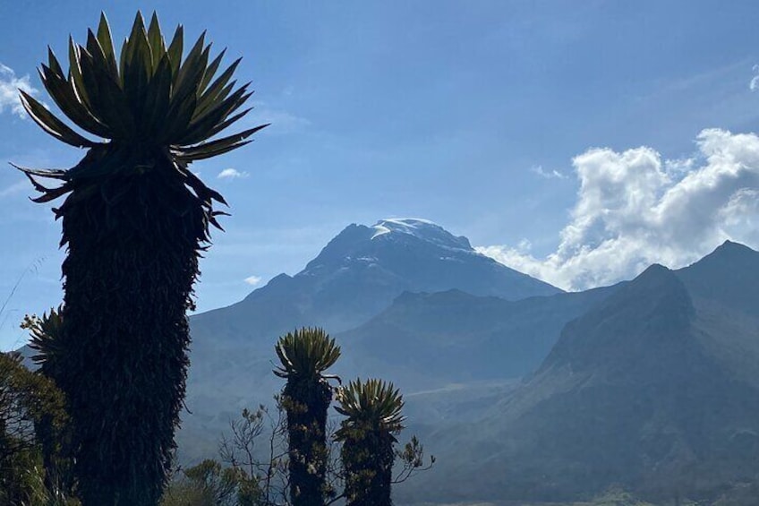 Don't miss this 3-day experience through the Andes Mountains, passing through the Cocora Valley, the Fog Forest, the Sub-Paramo, to finally reach the Páramo Romerales.