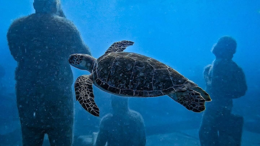 Underwater Sculpture Park Snorkel Adventure