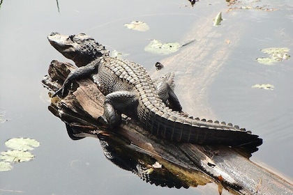 3 Hour Natural Florida Everglades Guided Bicycle Eco Tour