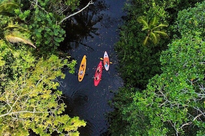 Puerto Viejo Sloth Jungle and River Kayaking Tour