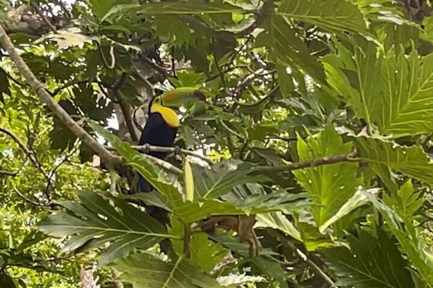 The majestic Iris-billed Toucan