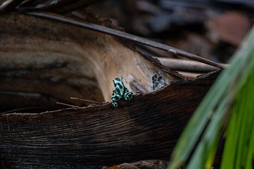 talamanca poisonous frog