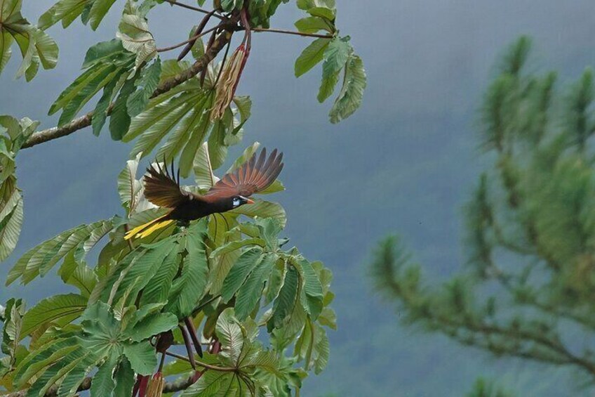 Montezuma oropendola