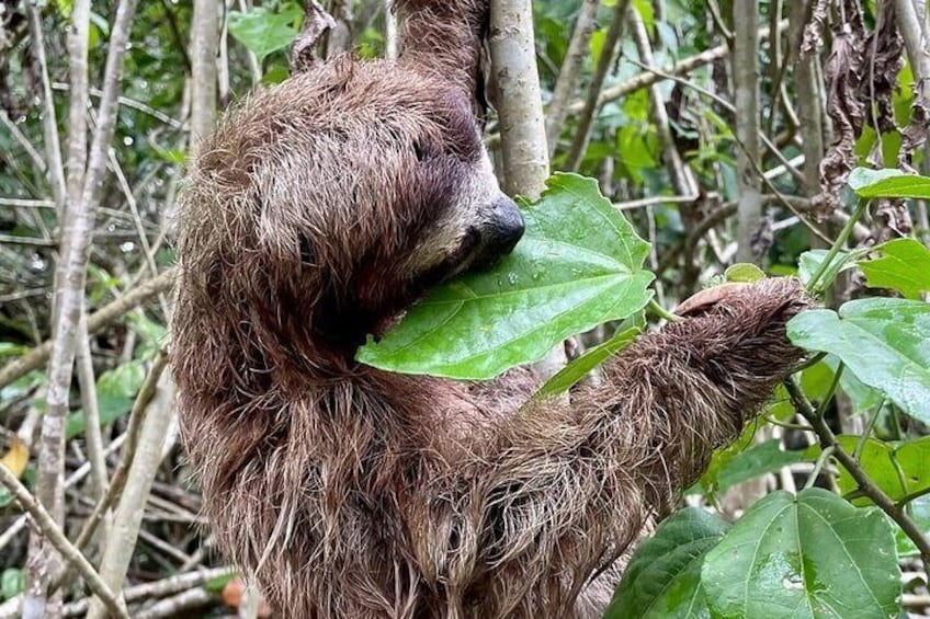 Baby three-toed sloth