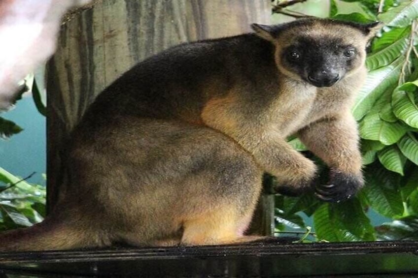 Lumholtz’s Tree Kangaroo