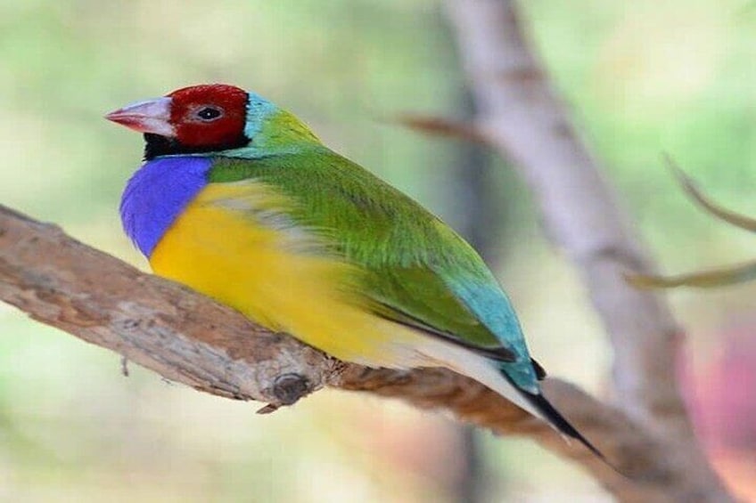 Gouldian Finch