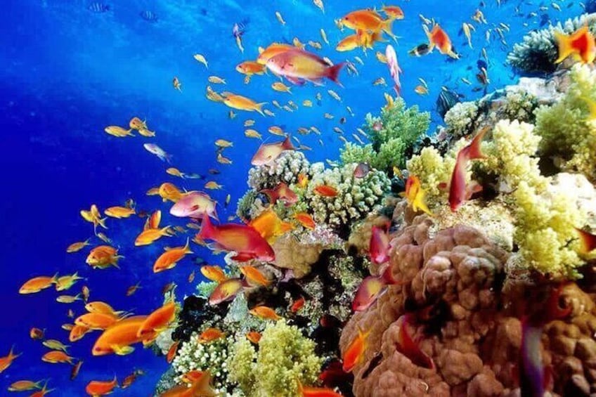 Snorkel in Reefs & Swim in Cenote + ATV + 3 Ziplines + Lunch