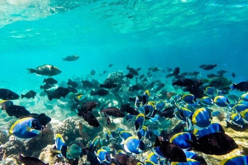 Snorkel in Reefs & Swim in Cenote + ATV + 3 Ziplines + Lunch